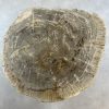 Versteend hout salontafel