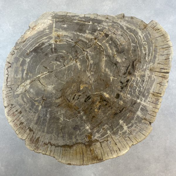 Versteend hout salontafel