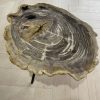 salontafel versteend hout